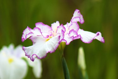 Kokarca lahana çiçekler