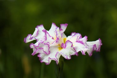 Kokarca lahana çiçekler