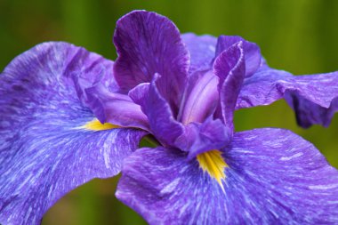 Kokarca lahana çiçekler