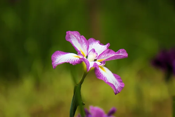 水芭蕉の花 — ストック写真