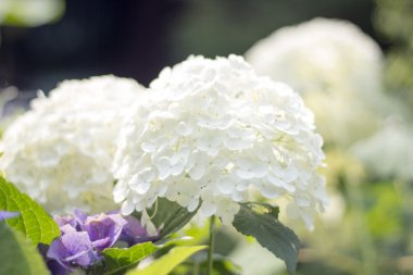 pembe, flora, bush, mor