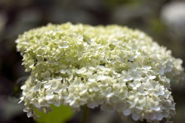Ortanca, anavatanı Çin ve Japonya.