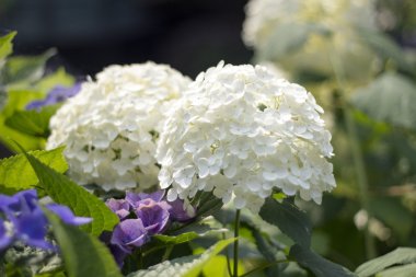 Ortanca, anavatanı Çin ve Japonya.