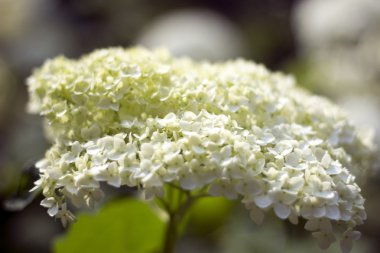 Ortanca, anavatanı Çin ve Japonya.