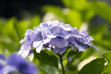 Ortanca, anavatanı Çin ve Japonya.