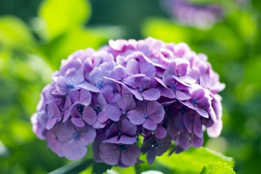 Ortanca, anavatanı Çin ve Japonya.