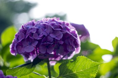 Ortanca, anavatanı Çin ve Japonya.