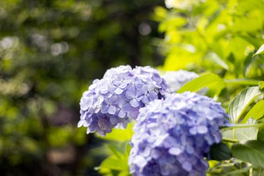 Ortanca, anavatanı Çin ve Japonya.