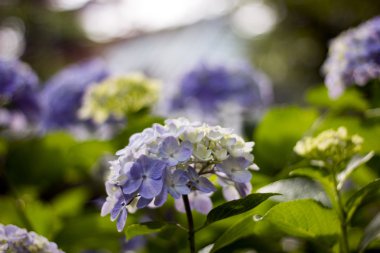 Ortanca, anavatanı Çin ve Japonya.