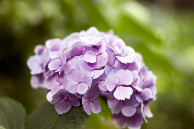 Ortanca, anavatanı Çin ve Japonya.