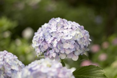 Ortanca, anavatanı Çin ve Japonya.