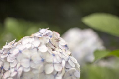 Ortanca, anavatanı Çin ve Japonya.