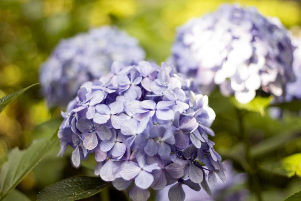 Hortensia, nativa de China y Japón . — Foto de Stock