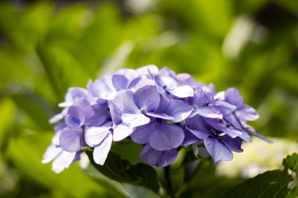 Hortensia, nativa de China y Japón . — Foto de Stock