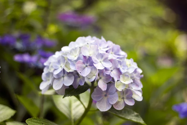 Hortensia, nativa de China y Japón . — Foto de Stock