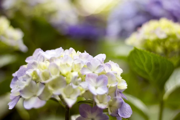 Hortensia, nativa de China y Japón . — Foto de Stock