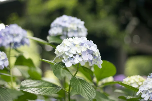 Hydrangea, native to China and Japan. — Stock Photo, Image