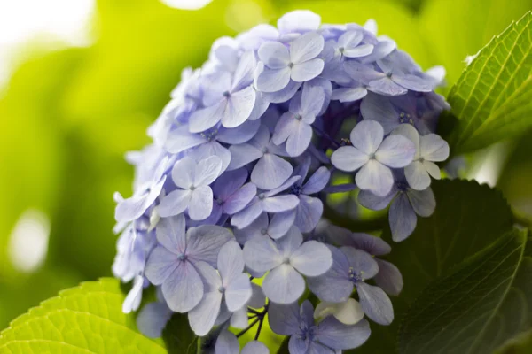 Hortensia, nativa de China y Japón . — Foto de Stock