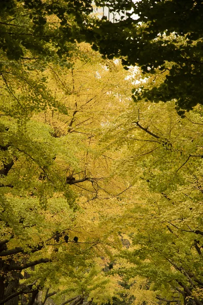 Жовті листя Гінкго в Токіо, Японія — стокове фото
