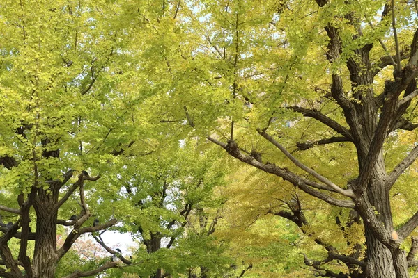 Folhas amarelas de ginkgo em Tóquio, japão — Fotografia de Stock