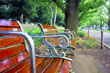 yeşil yaprakları ginkgo Tokyo, Japonya