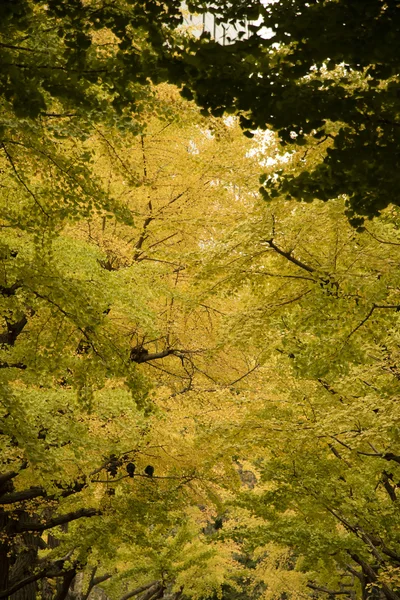 Żółte liście Ginkgo w Tokyo, Japonia — Zdjęcie stockowe