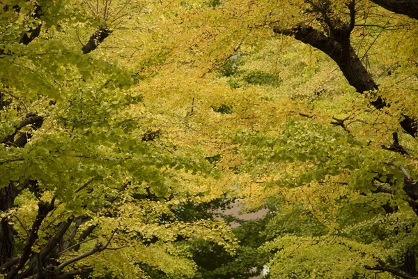 東京でイチョウの葉を黄色、日本 — ストック写真