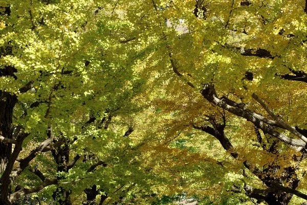 Žluté listy Ginkgo v Tokiu, Japonsko — Stock fotografie