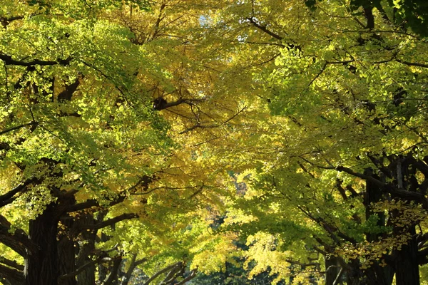 Žluté listy Ginkgo v Tokiu, Japonsko — Stock fotografie