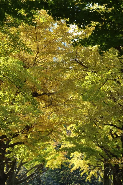 Feuilles jaunes de ginkgo à Tokyo, Japon — Photo