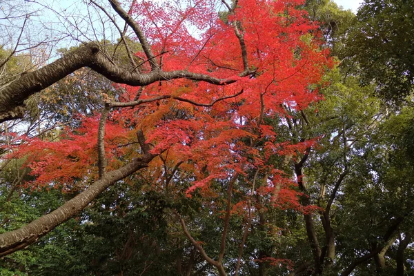 Жовті листя Гінкго в Японії — стокове фото