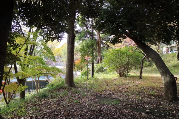 Gelbe Blätter von ginkgo bei japan — Stockfoto