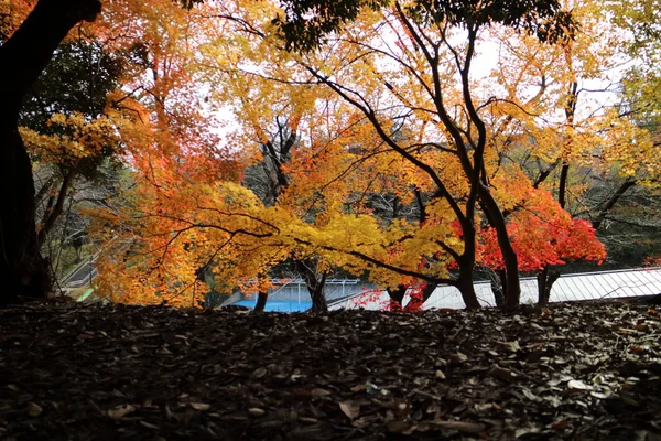 Жовті листя Гінкго в Японії — стокове фото