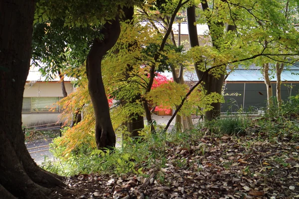 Hojas amarillas de ginkgo en japón — Foto de Stock