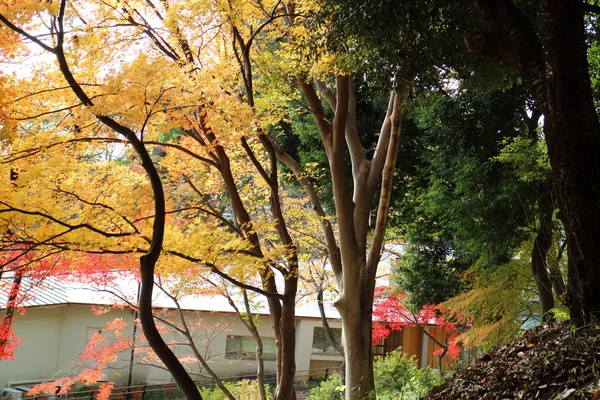 Żółte liście Ginkgo w Japonii — Zdjęcie stockowe