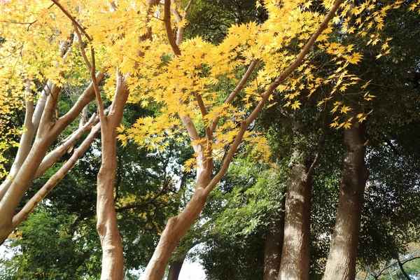 일본에서 은행나무의 노란 잎 — 스톡 사진