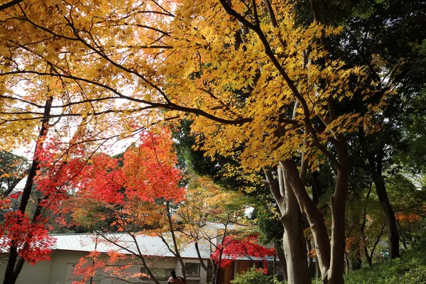 日本のイチョウの黄葉 — ストック写真