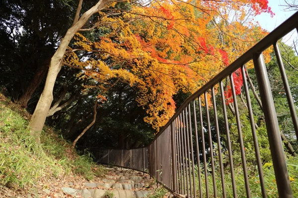 Gelbe Blätter von ginkgo bei japan — Stockfoto