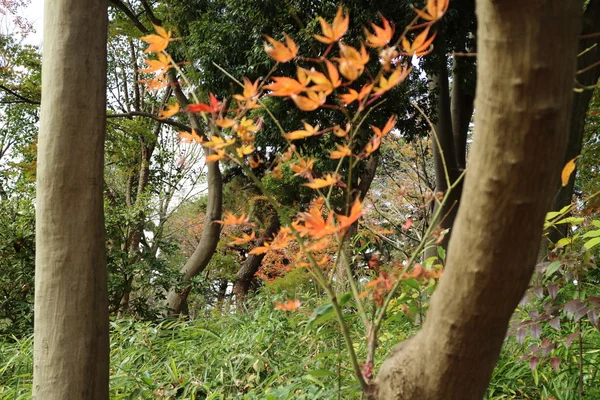 Желтые листья гинкго в Японии — стоковое фото