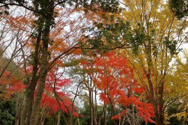 Ginkgo Japonya sarı yaprakları