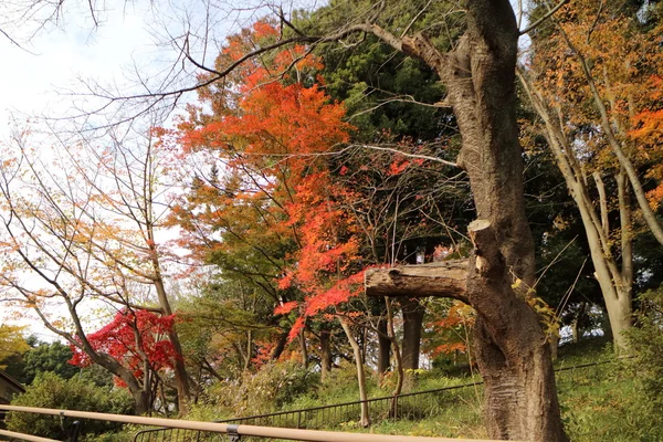 Gele bladeren van Ginkgo biloba in japan — Stockfoto