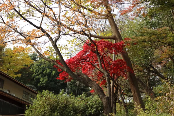 Feuilles jaunes de ginkgo au Japon — Photo