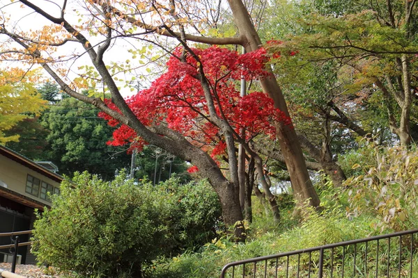 红色秋天叶子在日本 — 图库照片