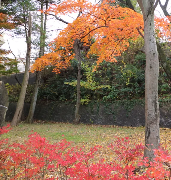 Foglie gialle di ginkgo al Giappone — Foto Stock