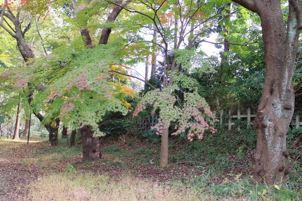 Gele bladeren van Ginkgo biloba in japan — Stockfoto