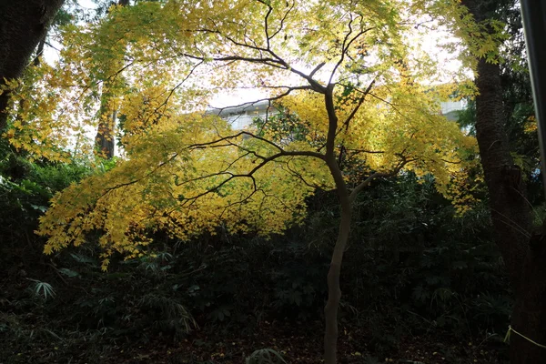 Ginkgo Japonya sarı yaprakları — Stok fotoğraf