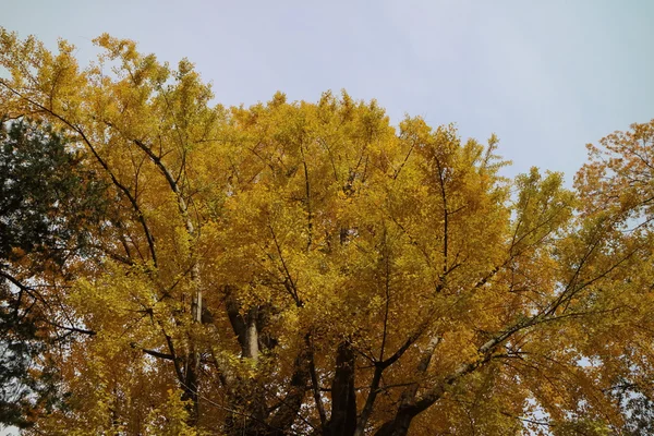 Żółte liście Ginkgo w Japonii — Zdjęcie stockowe