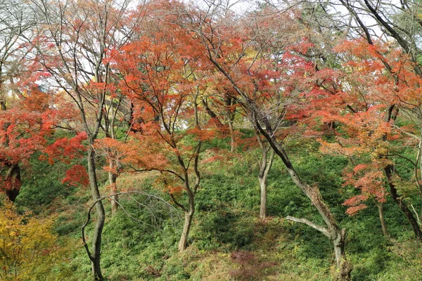 Japonya, kırmızı sonbahar yaprakları — Stok fotoğraf
