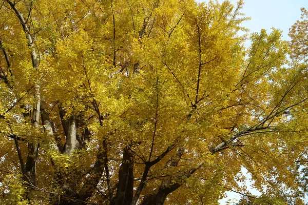 Żółte liście Ginkgo w Japonii — Zdjęcie stockowe