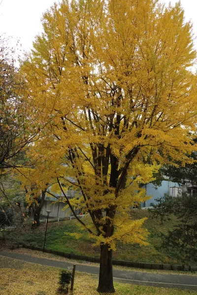 Keltaiset lehdet ginkgo Japanissa — kuvapankkivalokuva
